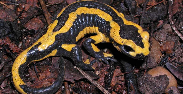 Fire Salamander