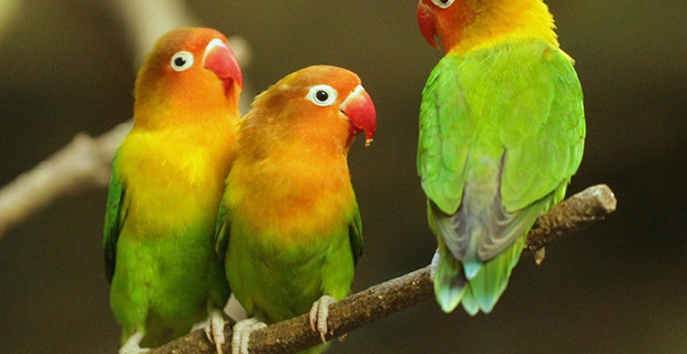 Fischer’s Lovebird