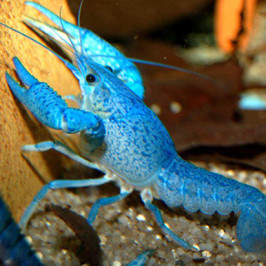 Freshwater Crayfish