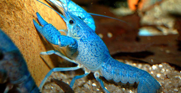 Freshwater Crayfish