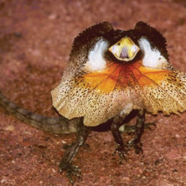 Frilled Dragon