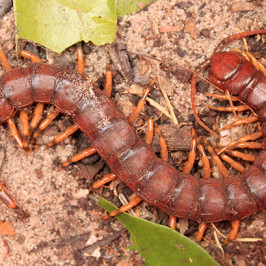 Giant Centipede