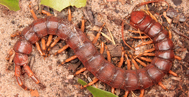 Giant Centipede