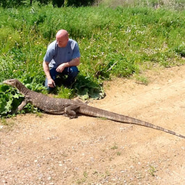 Giant Monitor Lizard