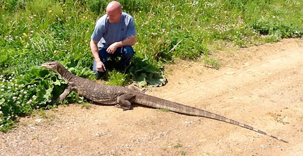 Giant Monitor Lizard