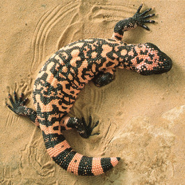 Gila Monster