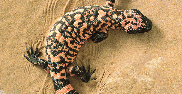 Gila Monster