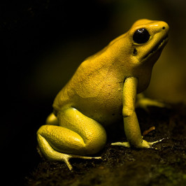 Golden Poison Dart Frog