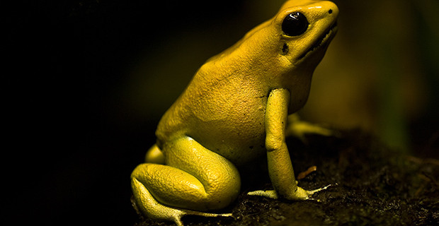 Golden Poison Dart Frog