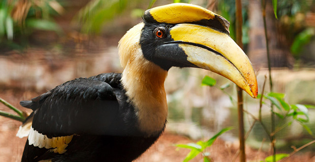 Great Hornbill