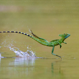 Green basilisk