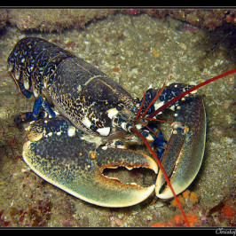 Homarus Gammarus