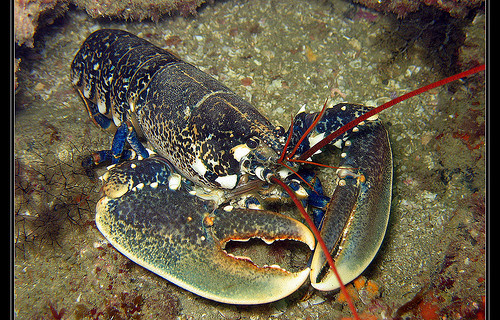 Homarus Gammarus