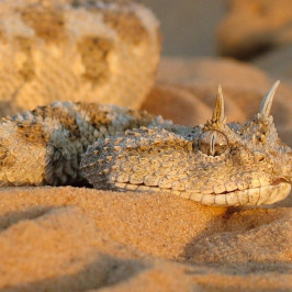 Horned Viper Snake