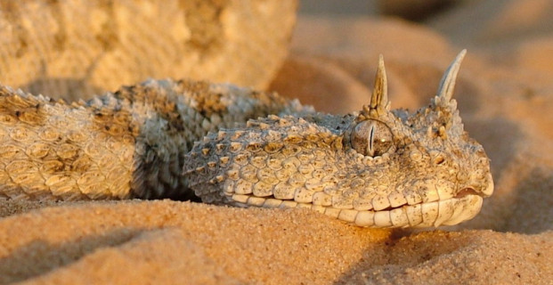 Horned Viper Snake