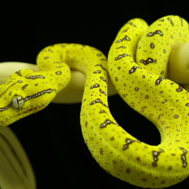 Juvenile Green Tree Python