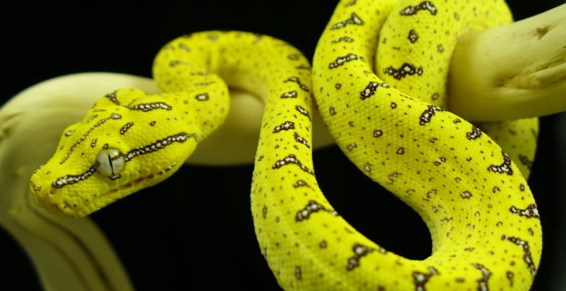 Juvenile Green Tree Python