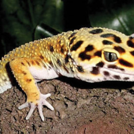 Leopard Gecko