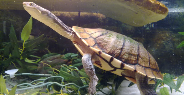 Long Necked Turtle