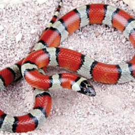 Milksnake