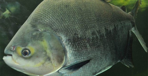 Pacu Piranha