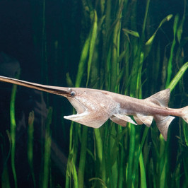 Paddlefish