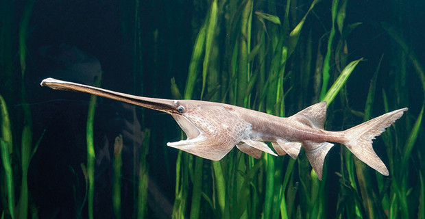 Paddlefish