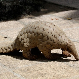 Pangolin