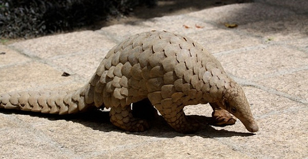 Pangolin