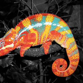 Panther Chameleon