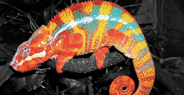 Panther Chameleon