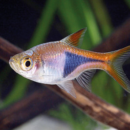 Rasbora Heteromorpha