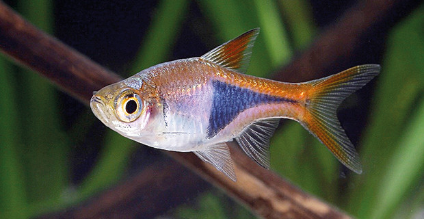 Rasbora Heteromorpha