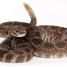 Rattle Snake