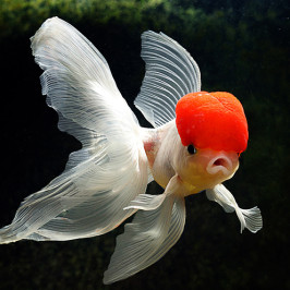 Red Cap Oranda Goldfish