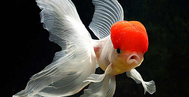 Red Cap Oranda Goldfish