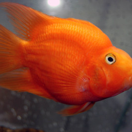 Red Parrot Cichlid