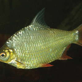 Red Tailed Tinfoil Barb