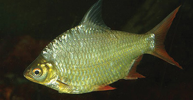 Red Tailed Tinfoil Barb