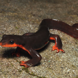 Red Belly Salamander