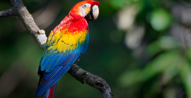 Red Macaw