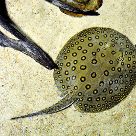 River Stingray