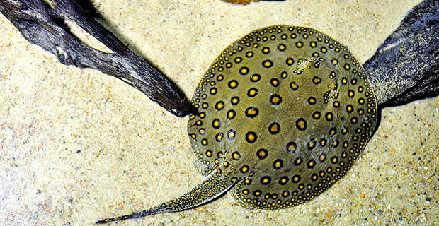 River Stingray