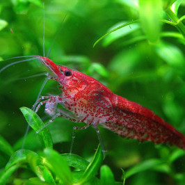 Sakura Shrimp