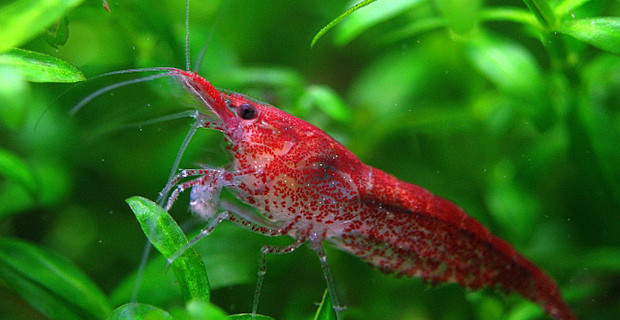 Sakura Shrimp