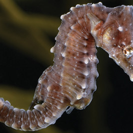 Seahorse