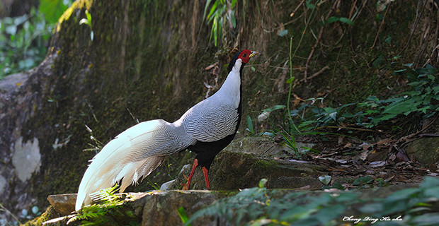 Silver Pheasant