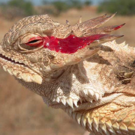 Texas Horned Lizard