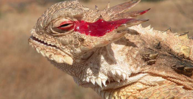 Texas Horned Lizard