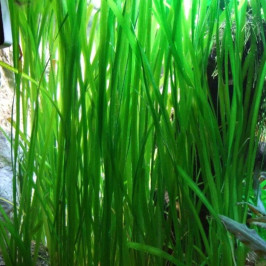 Vallisneria Americana